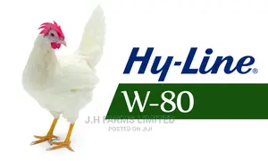 White Hy-Line Chick's Layer