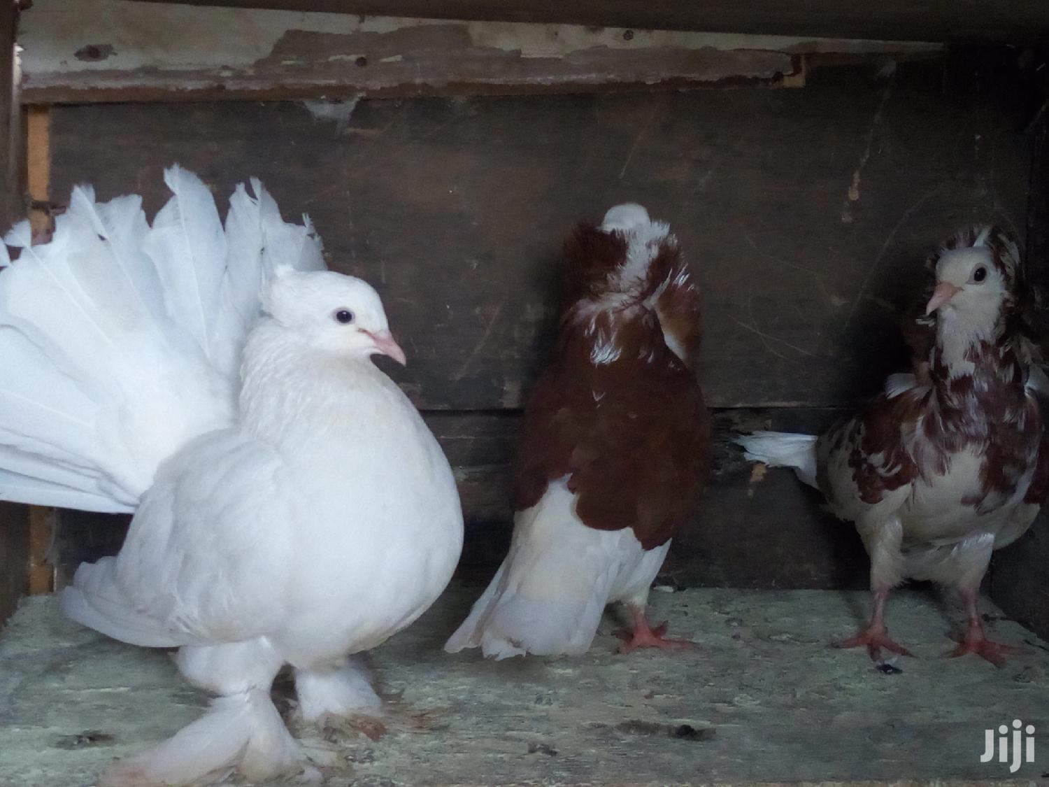 White Jumbo Size Indian Fantail Pigeons