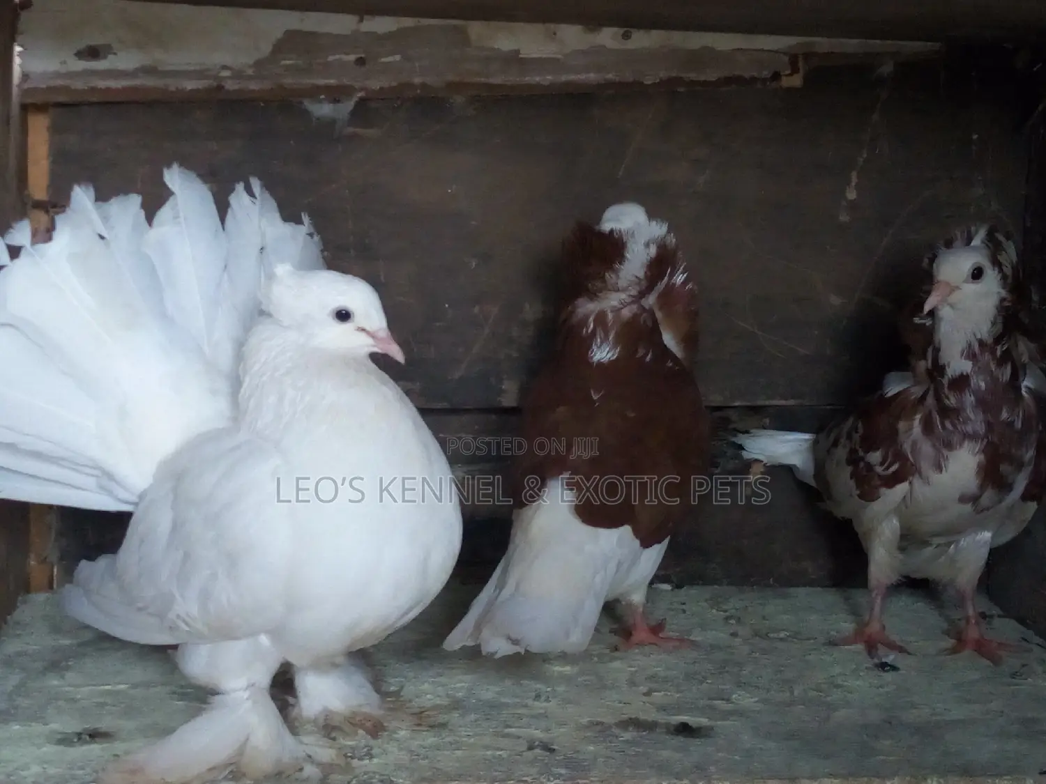 White Jumbo Size Indian Fantail Pigeons