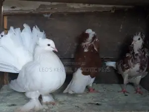 White Jumbo Size Indian Fantail Pigeons