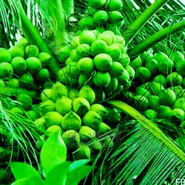 Buy Dwarf Coconut Seedings