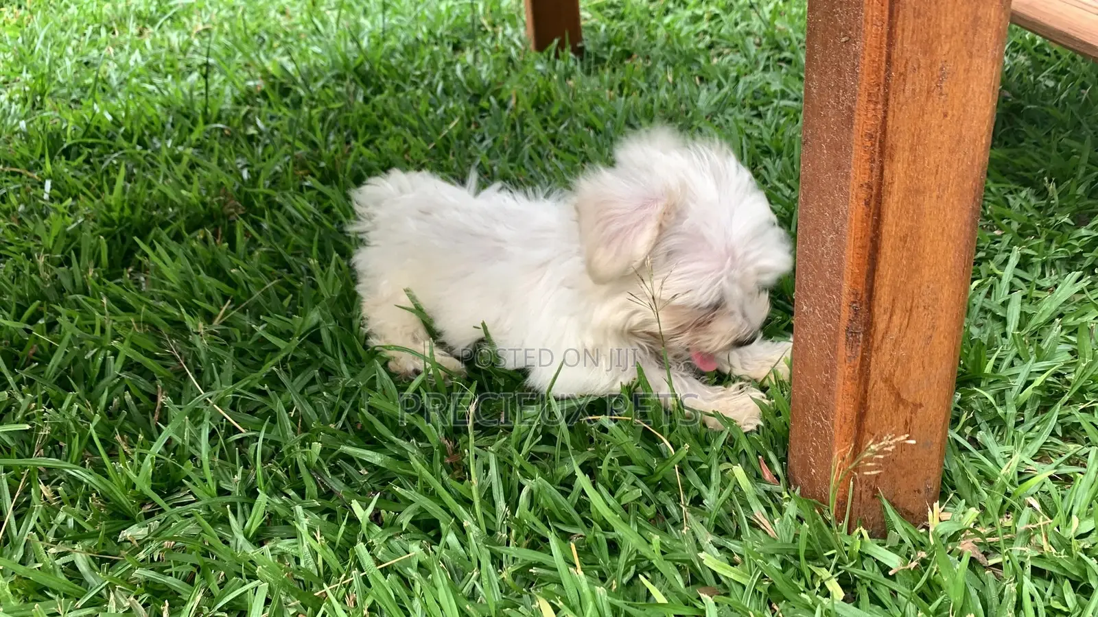 3-6 Months Male Purebred Maltese