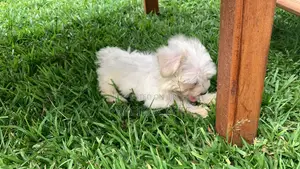 3-6 Months Male Purebred Maltese