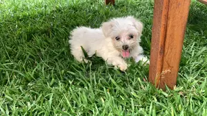 3-6 Months Male Purebred Maltese