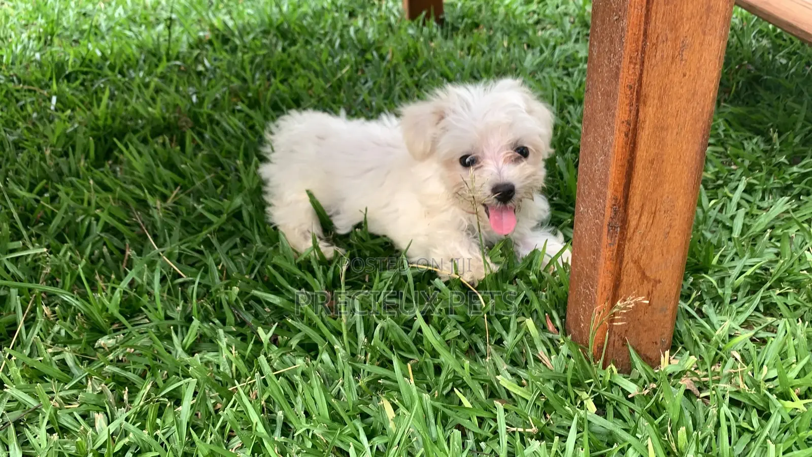 3-6 Months Male Purebred Maltese