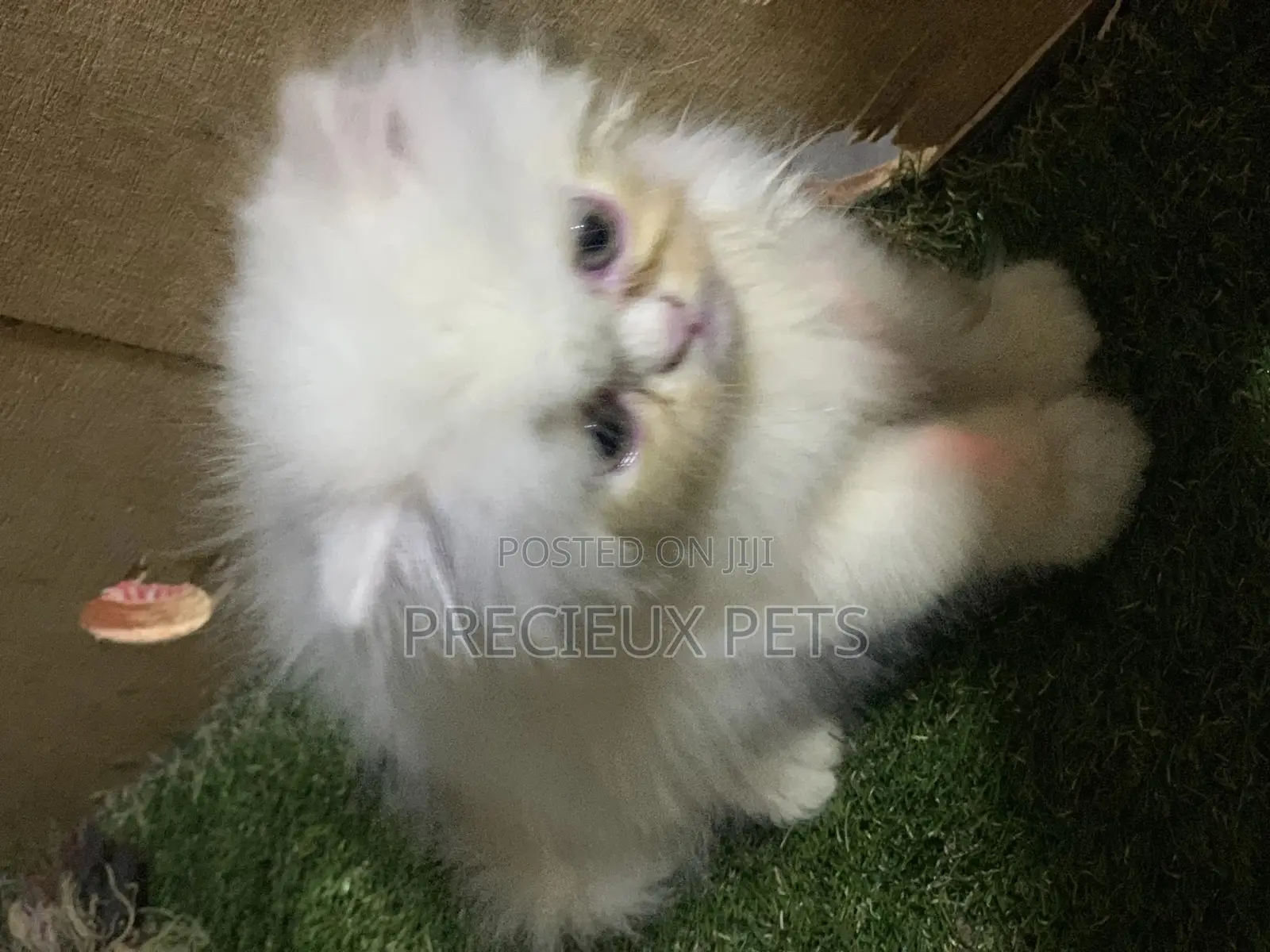 3-6 Months Male Purebred Persian