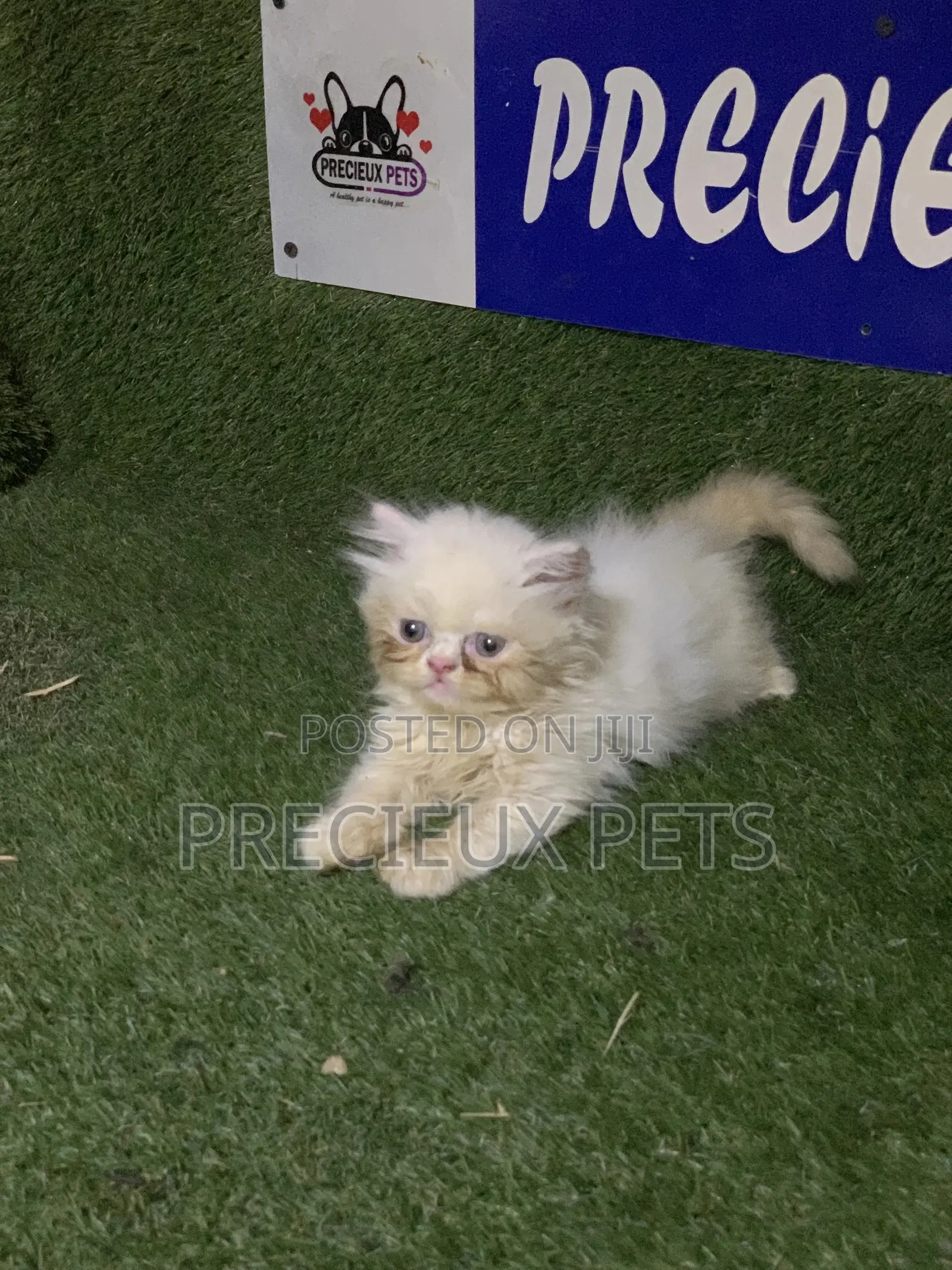3-6 Months Male Purebred Persian