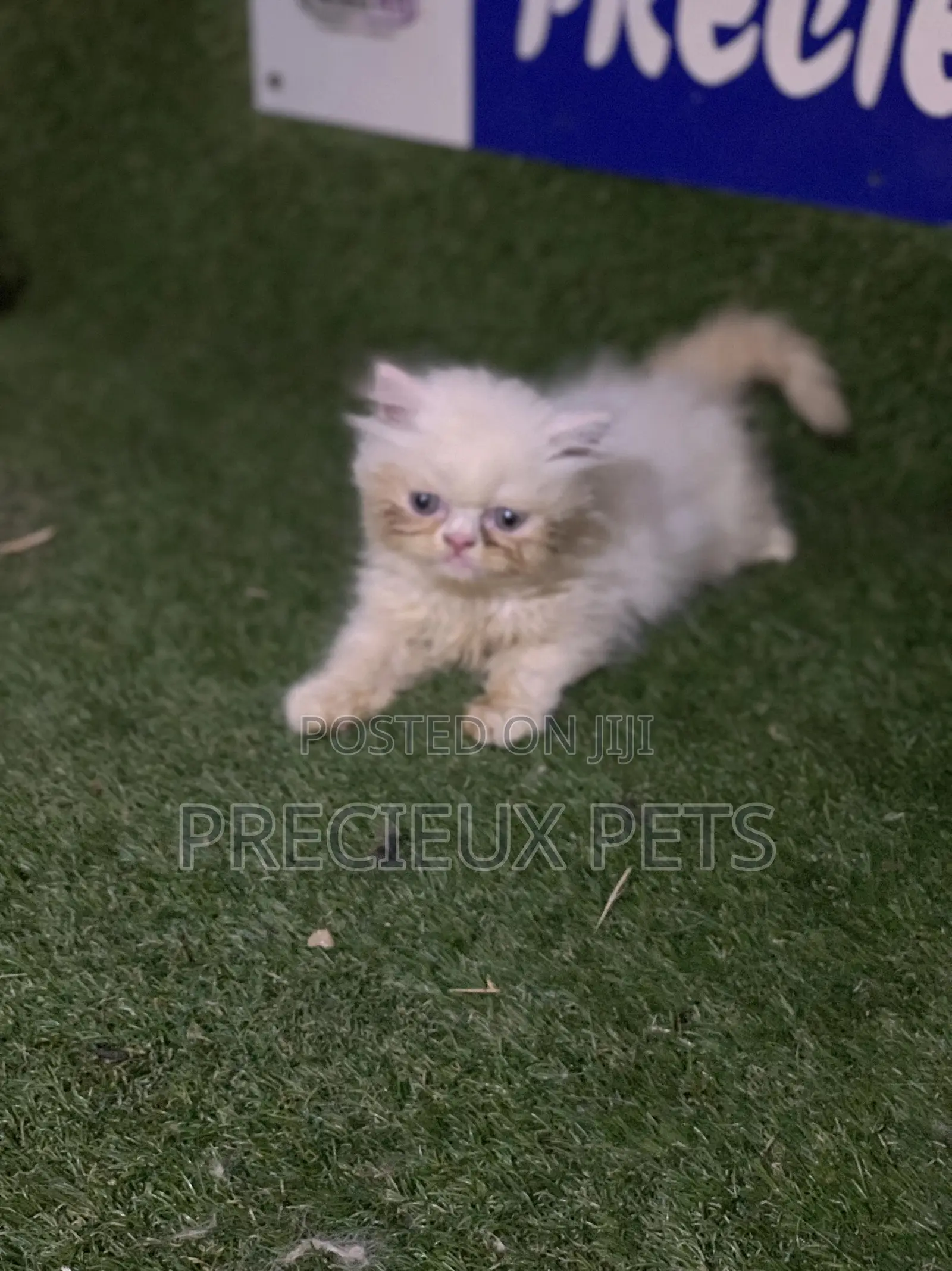 3-6 Months Male Purebred Persian