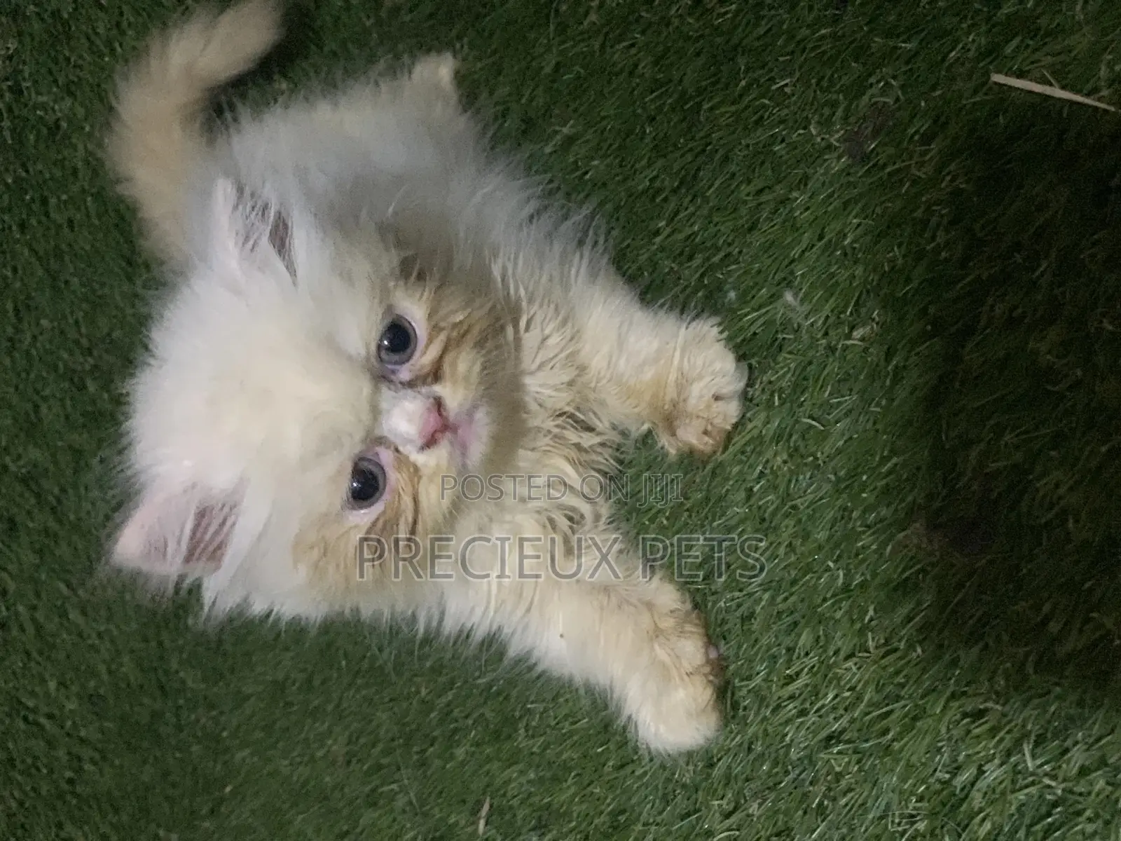 3-6 Months Male Purebred Persian