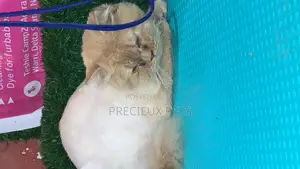 6-12 Months Male Purebred Persian