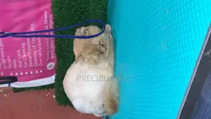 6-12 Months Male Purebred Persian