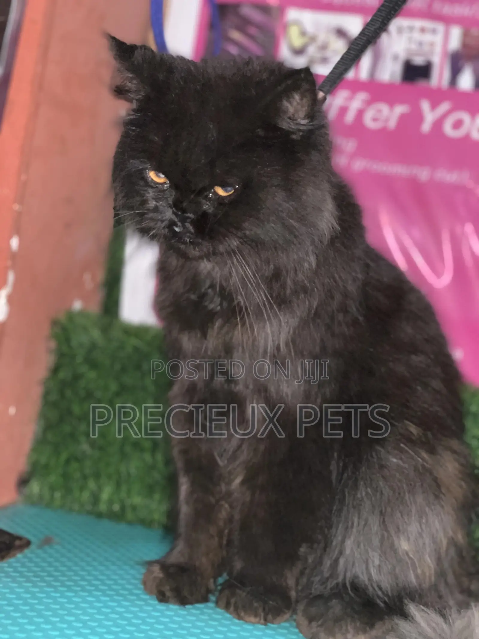 6-12 Months Male Purebred Persian