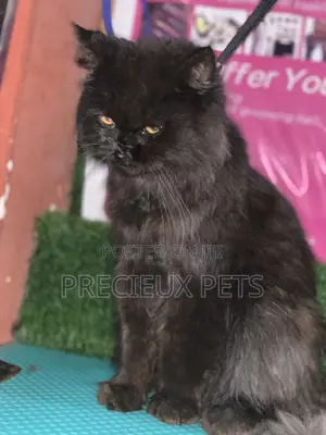 6-12 Months Male Purebred Persian