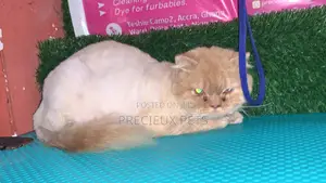 6-12 Months Male Purebred Persian
