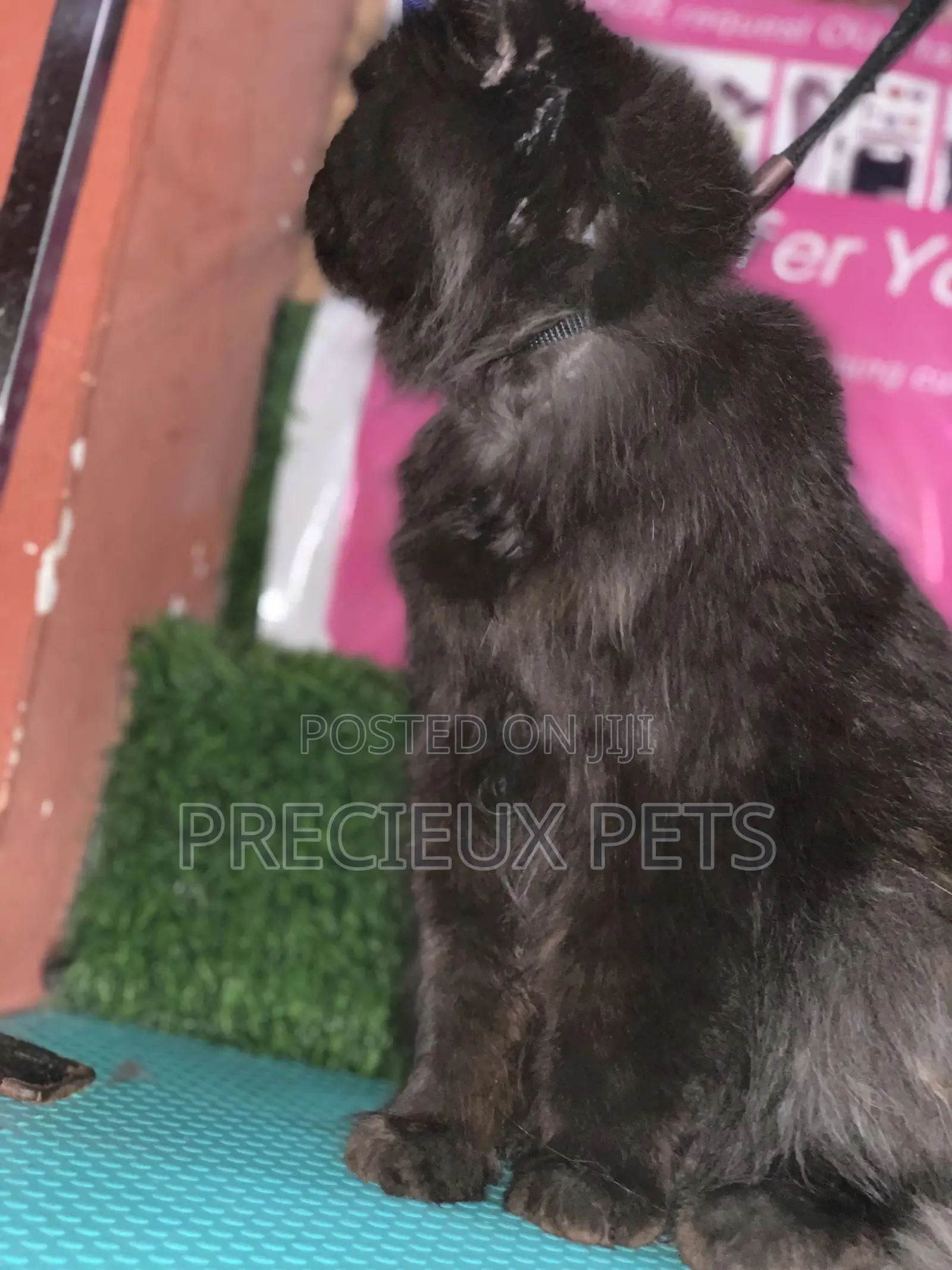 6-12 Months Male Purebred Persian