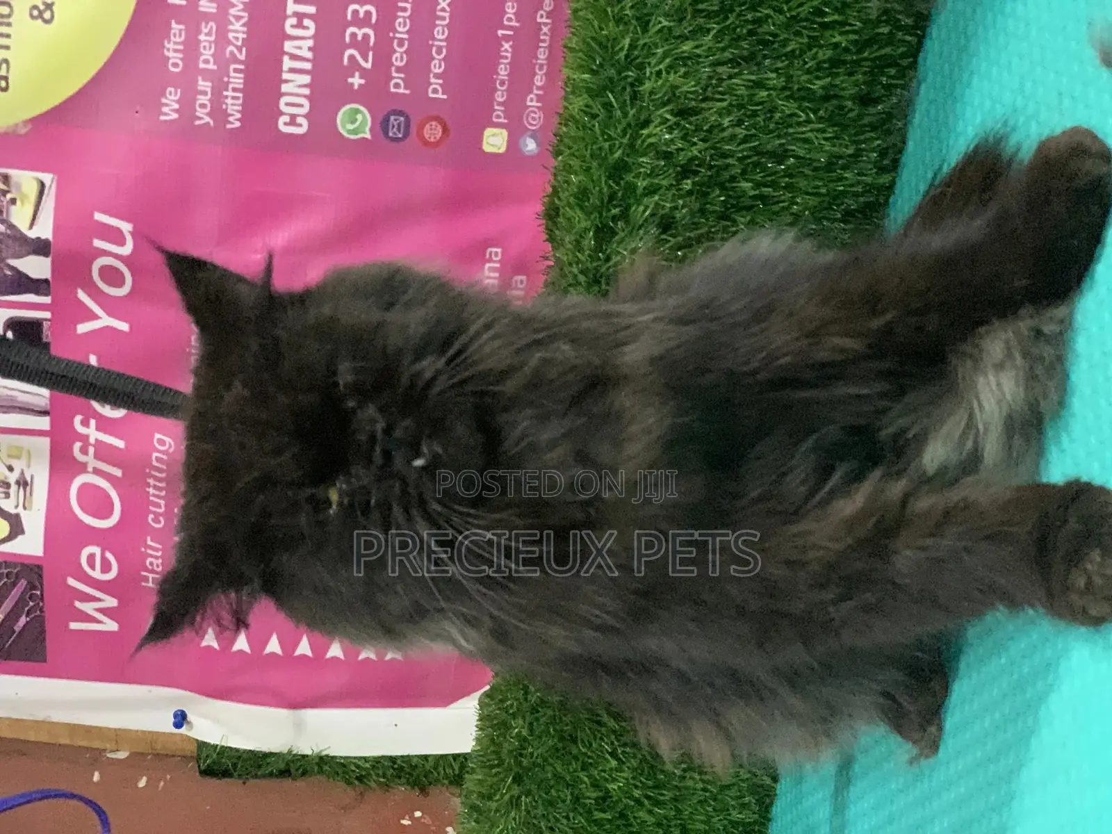 6-12 Months Male Purebred Persian