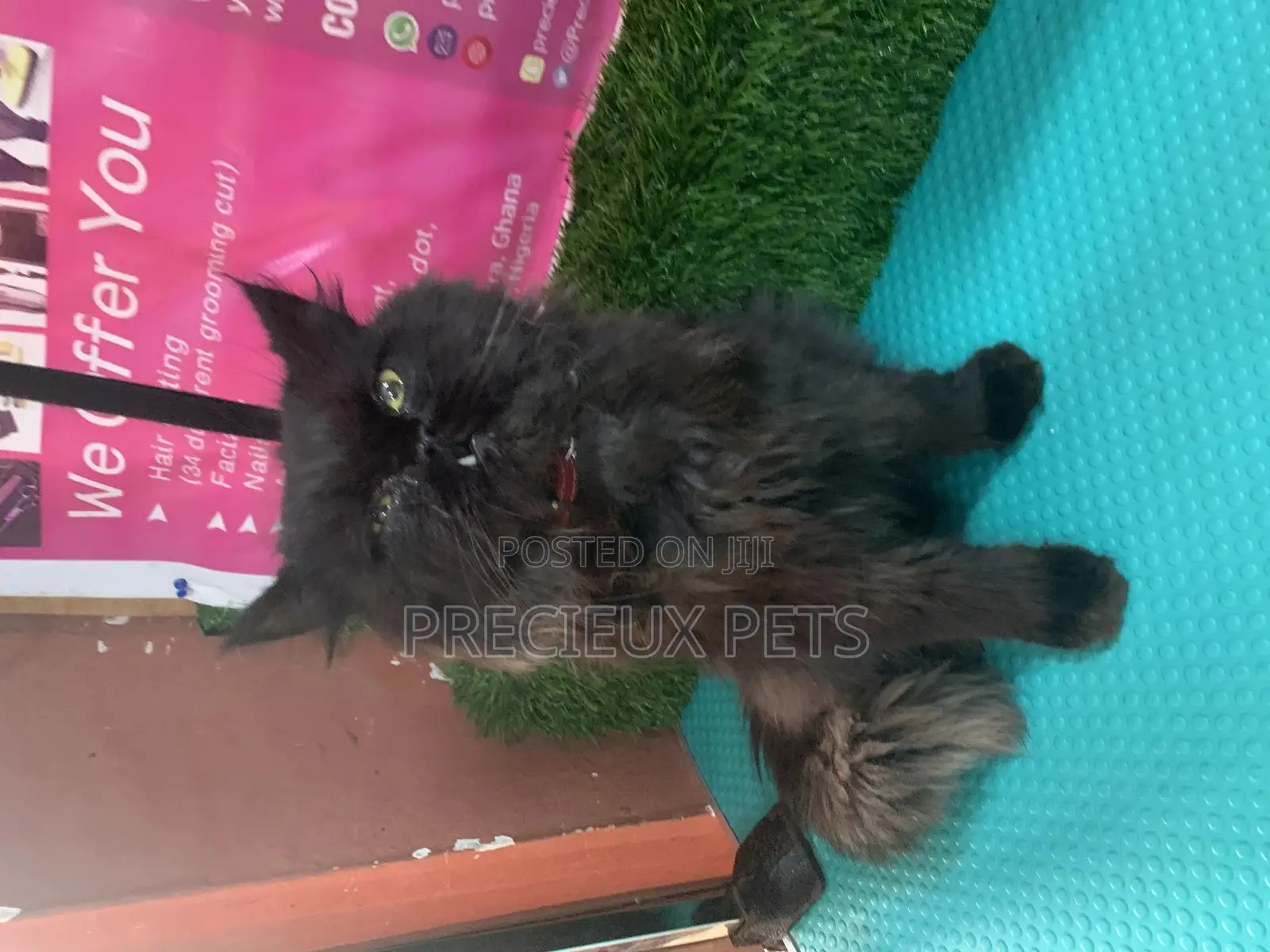 6-12 Months Male Purebred Persian