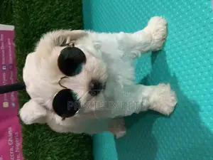 1-3 Months Male Mixed Breed Maltipoo
