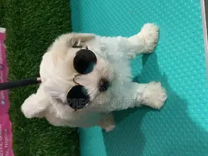 1-3 Months Male Mixed Breed Maltipoo