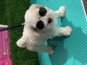 1-3 Months Male Mixed Breed Maltipoo