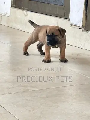1-3 Months Male Purebred Boerboel