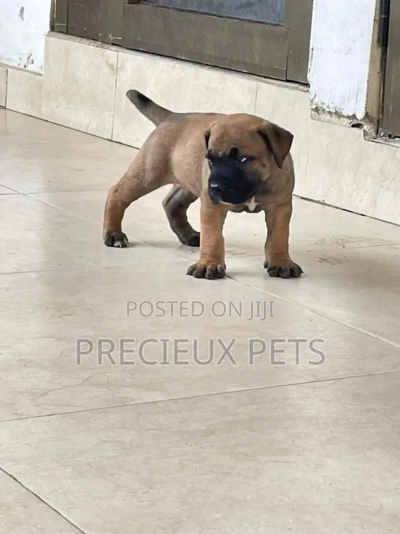 1-3 Months Male Purebred Boerboel