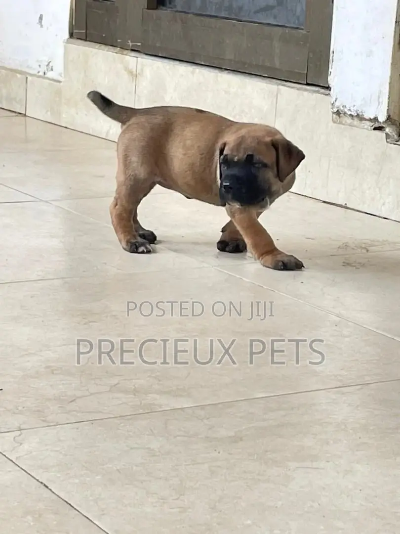 1-3 Months Male Purebred Boerboel