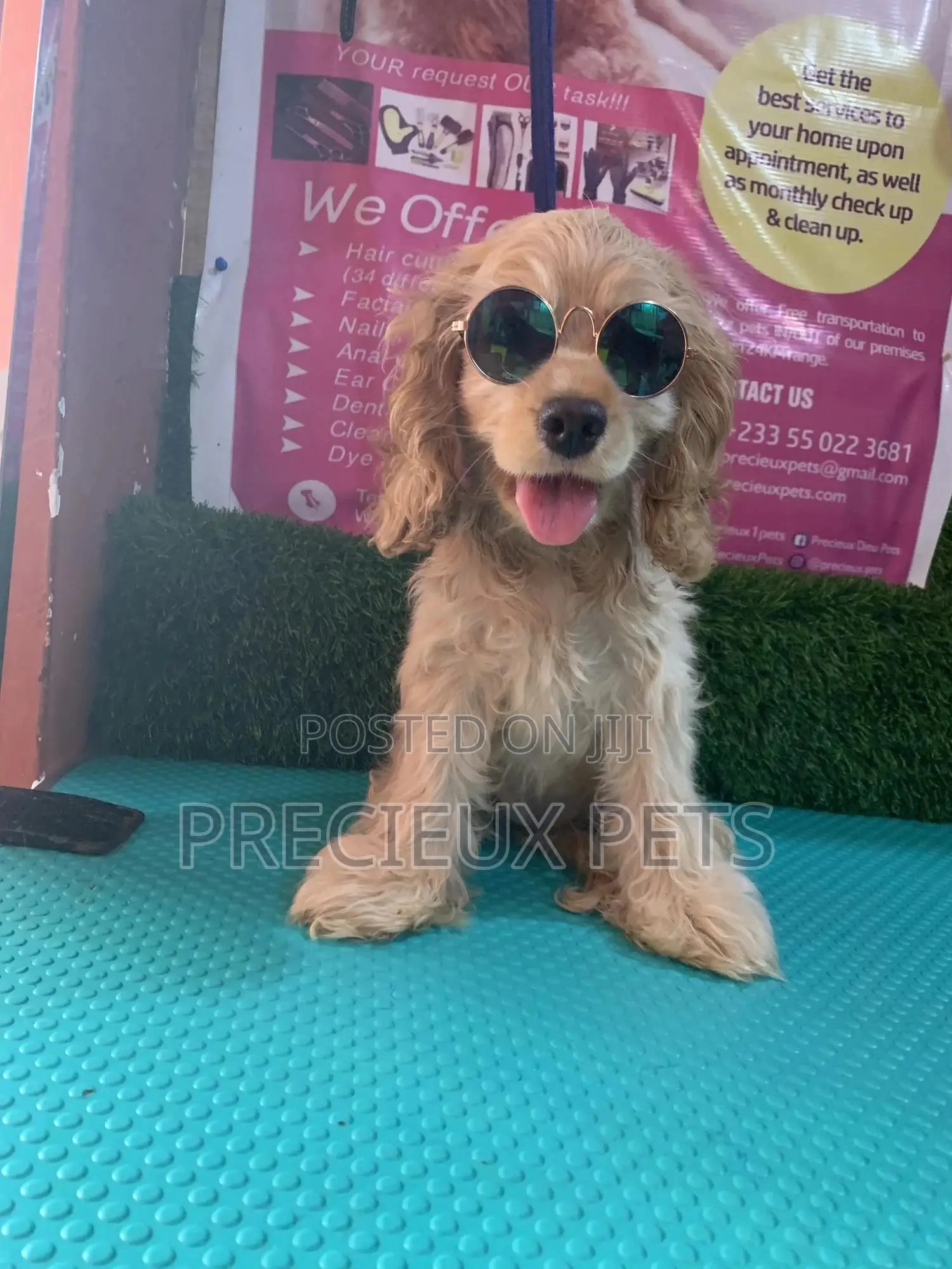 1-3 Months Female Purebred Cocker Spaniel
