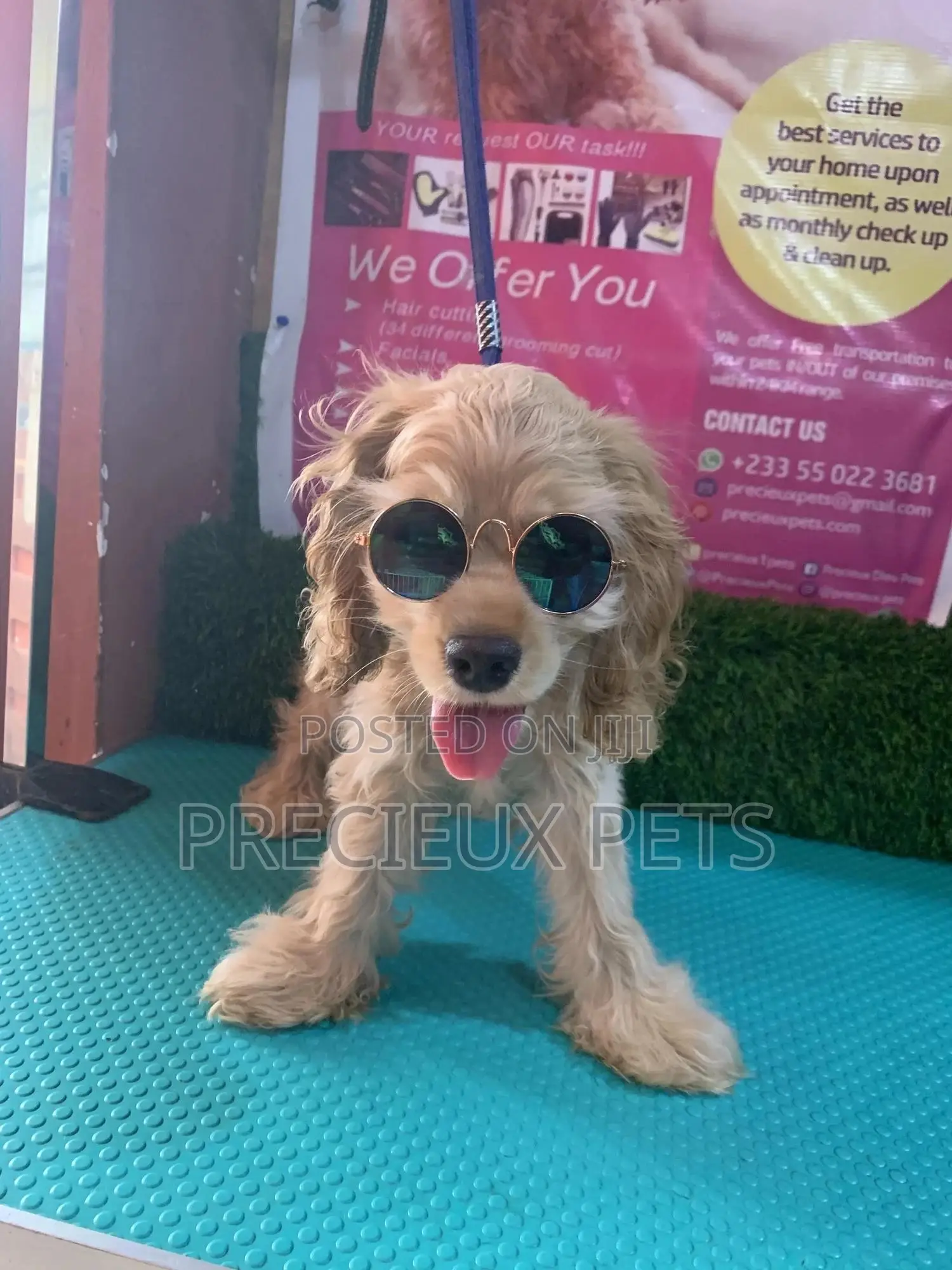 1-3 Months Female Purebred Cocker Spaniel