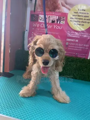 1-3 Months Female Purebred Cocker Spaniel