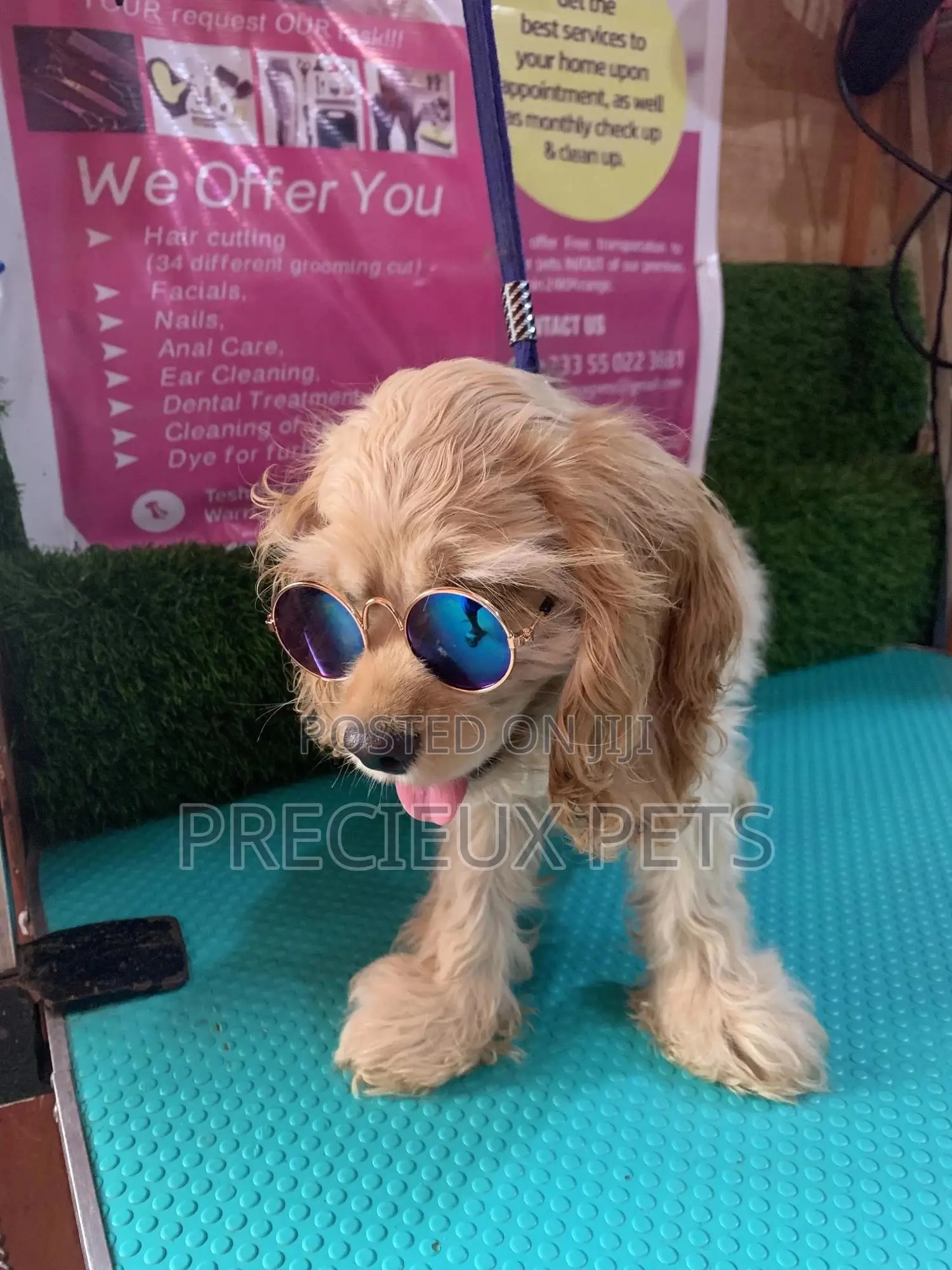 1-3 Months Female Purebred Cocker Spaniel