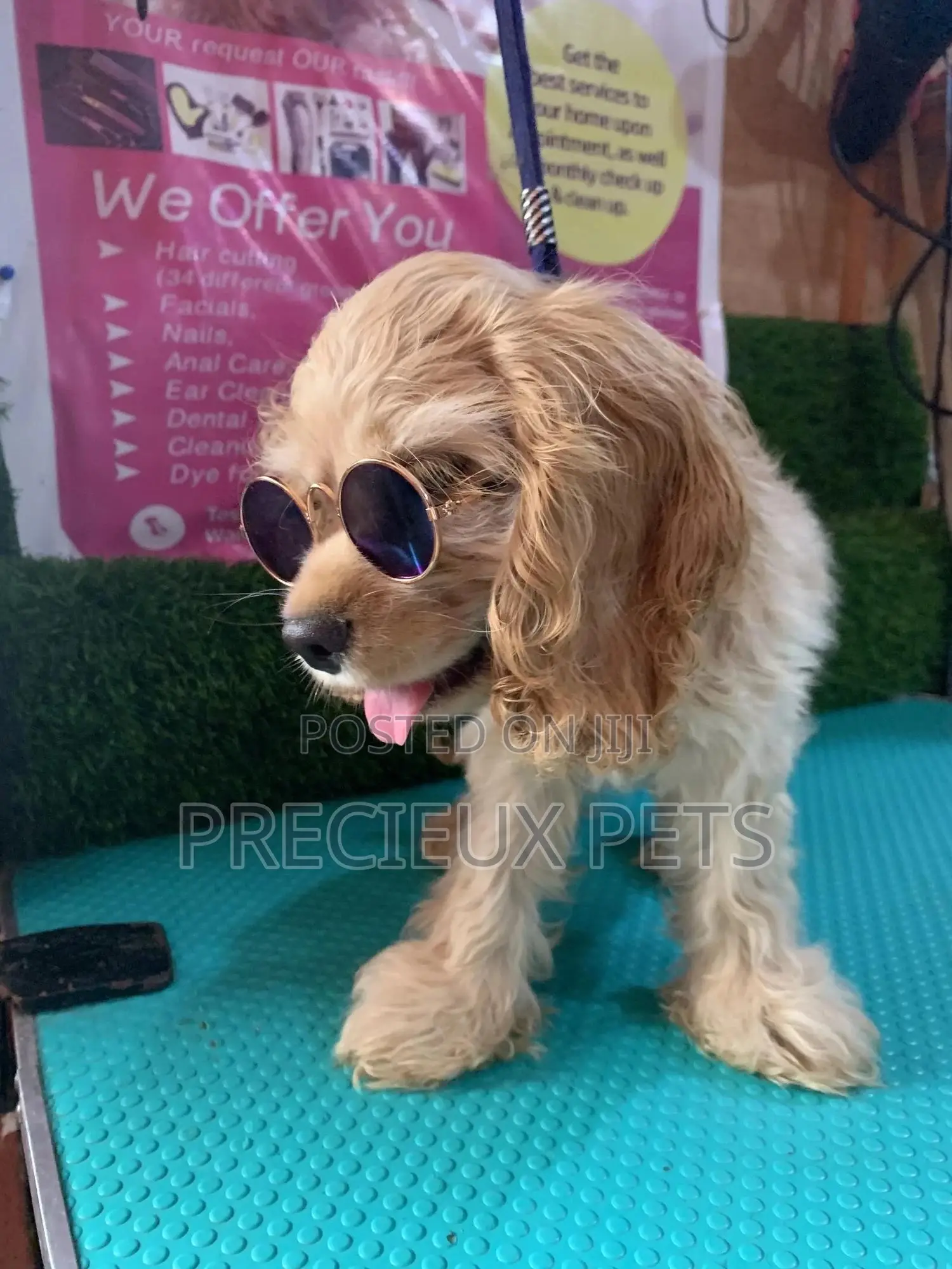 1-3 Months Female Purebred Cocker Spaniel