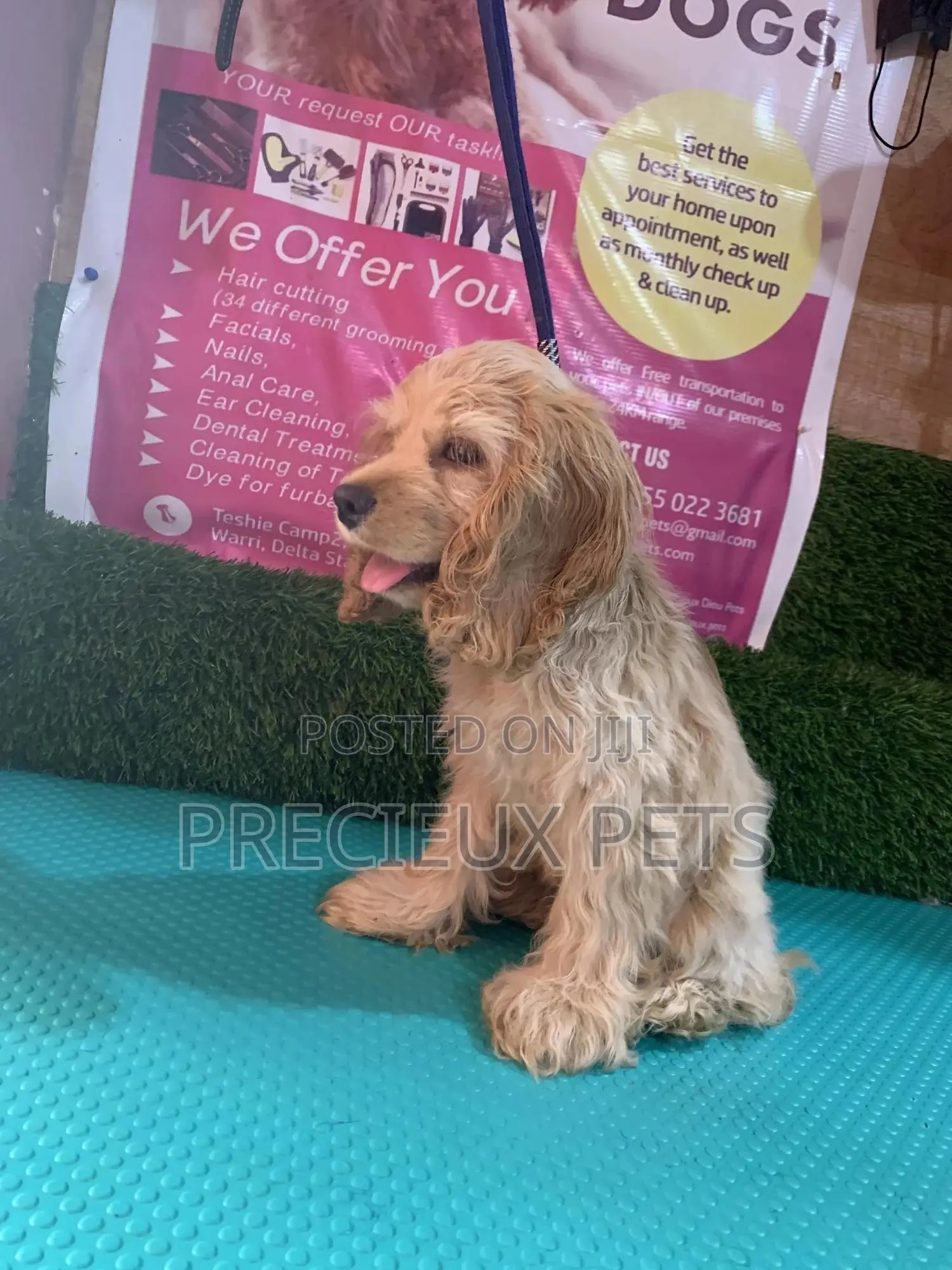 1-3 Months Female Purebred Cocker Spaniel