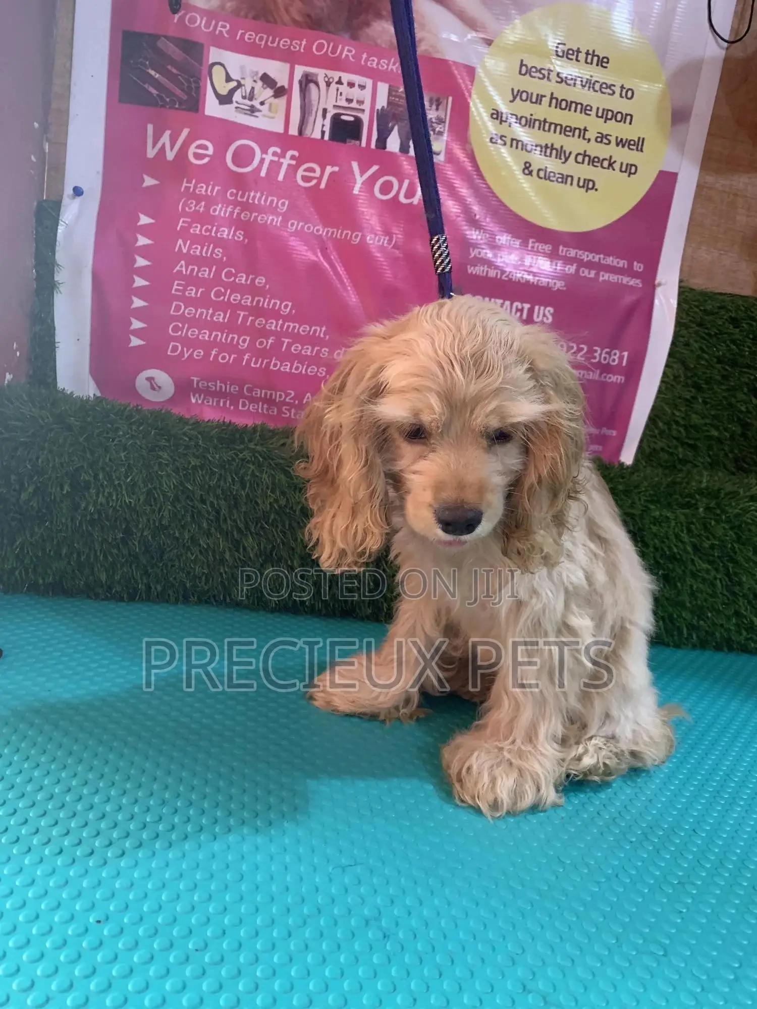 1-3 Months Female Purebred Cocker Spaniel