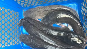 Fresh Water Cat Fish