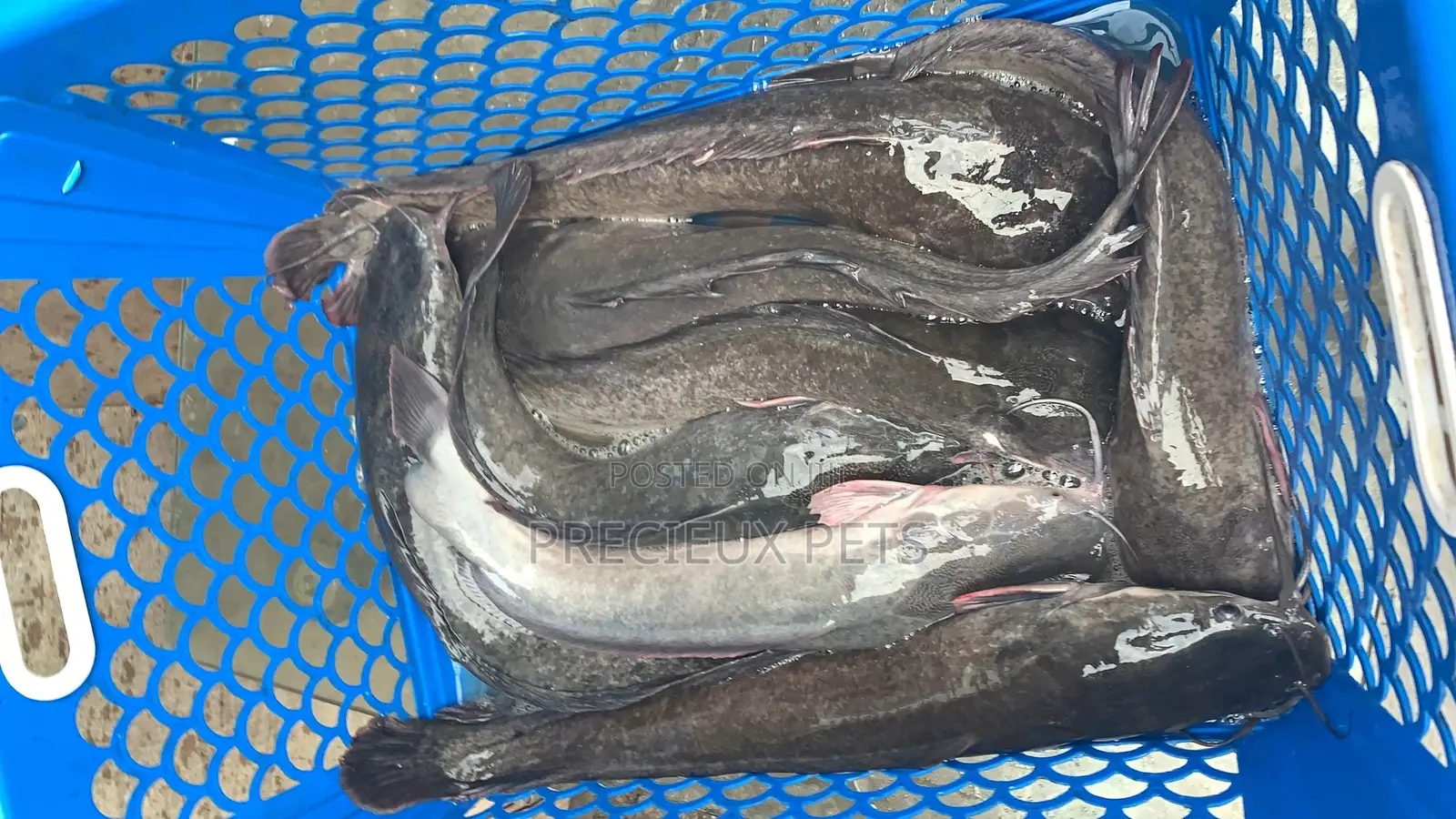 Fresh Water Cat Fish