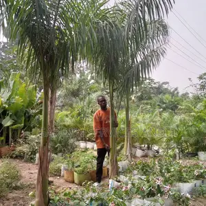 14feet Royal Palm for Sale