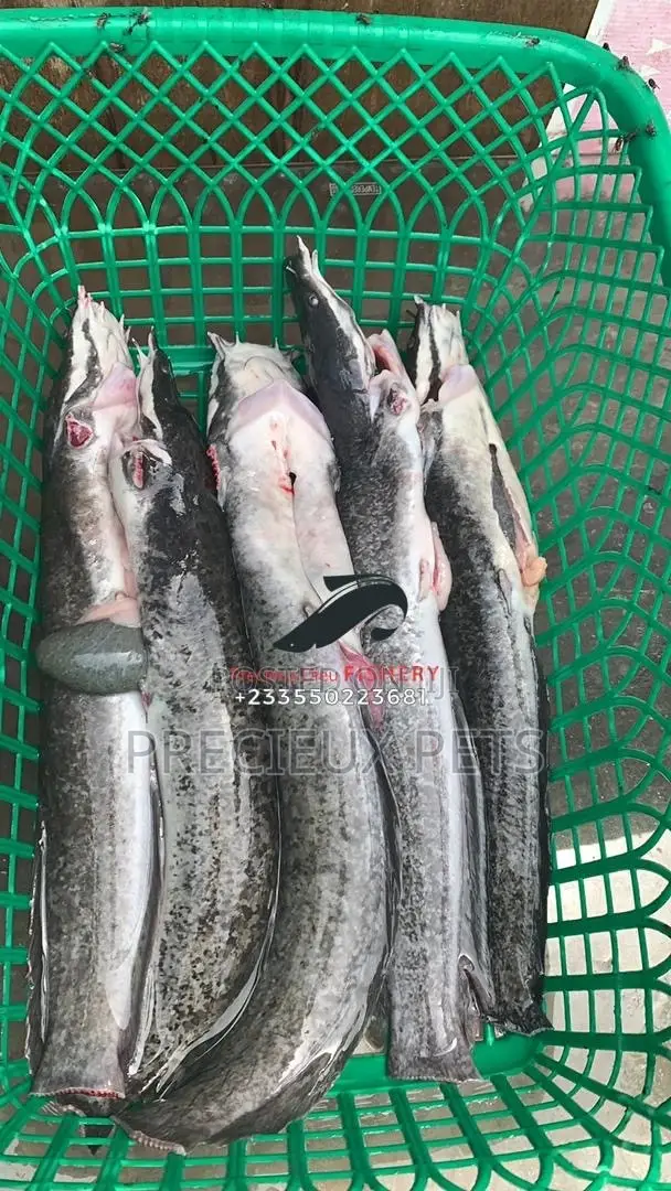 Point And Kill Cat Fish