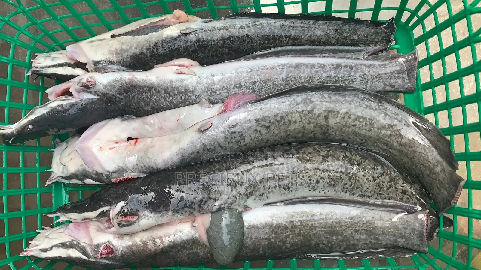 Point And Kill Cat Fish