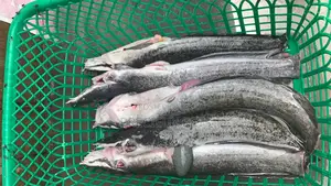 Point And Kill Cat Fish