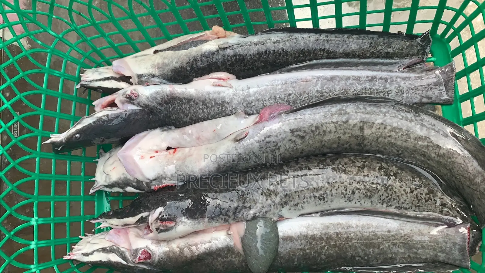 Point And Kill Cat Fish