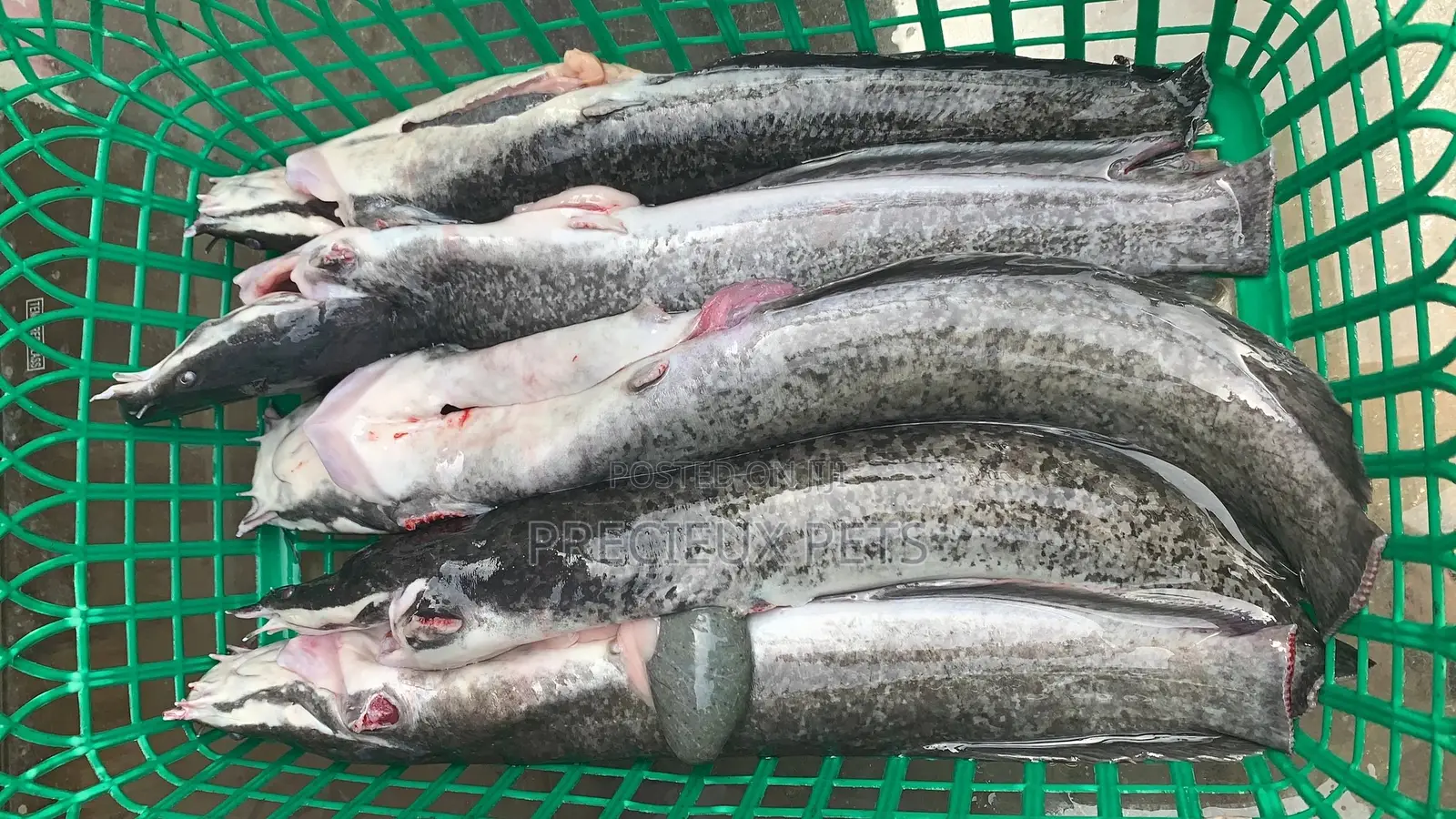 Point And Kill Cat Fish