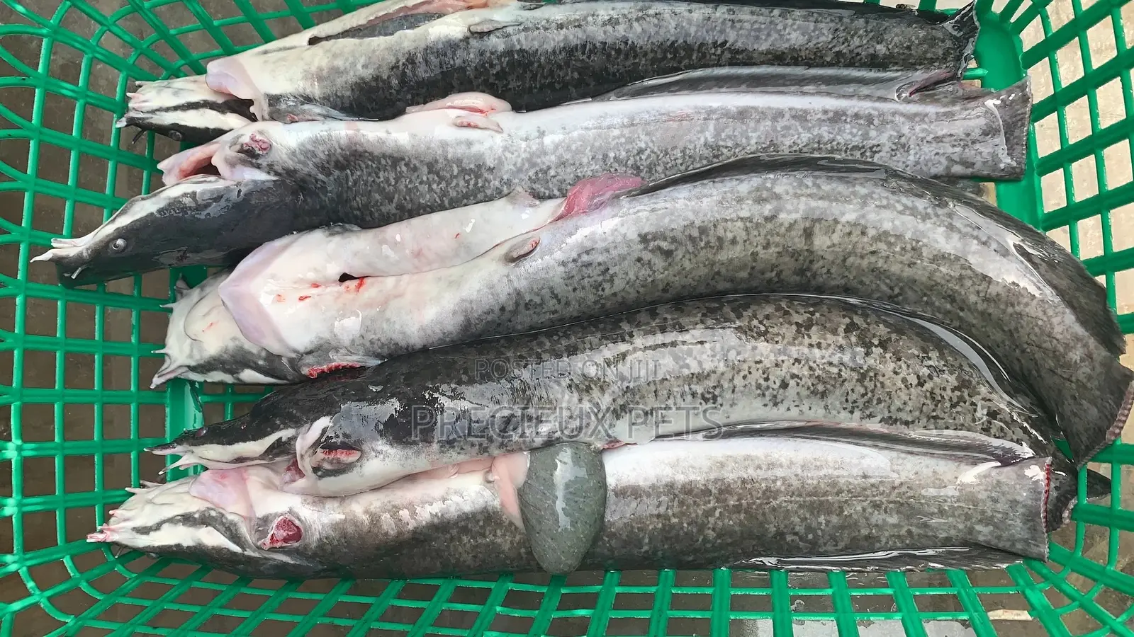 Point And Kill Cat Fish