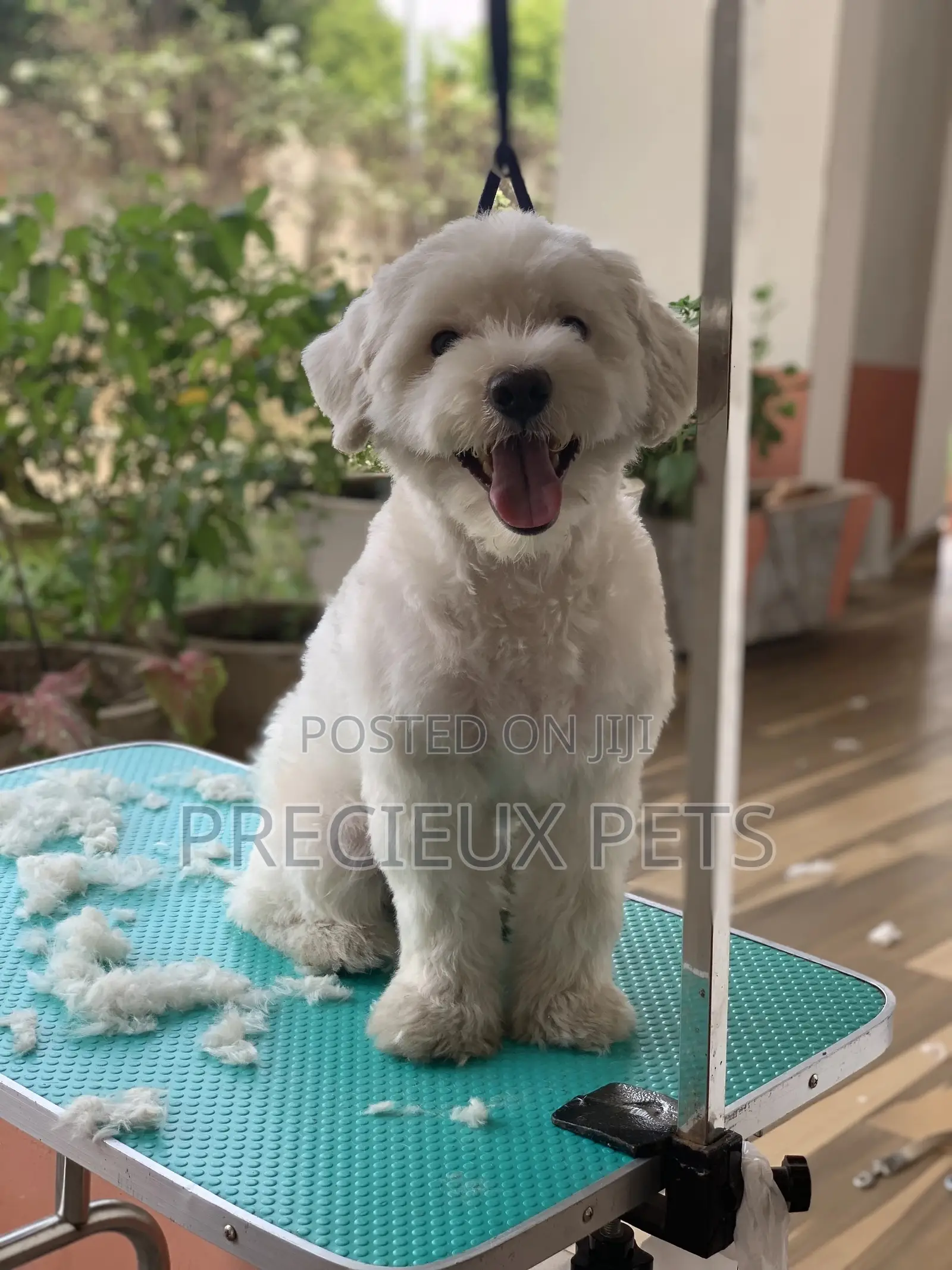 Home Service Grooming Appointment-Deluxe Package