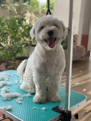Home Service Grooming Appointment-Deluxe Package