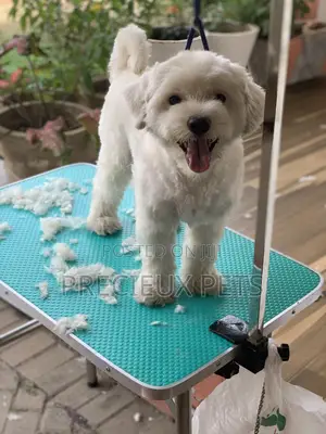 Home Service Grooming Appointment-Deluxe Package