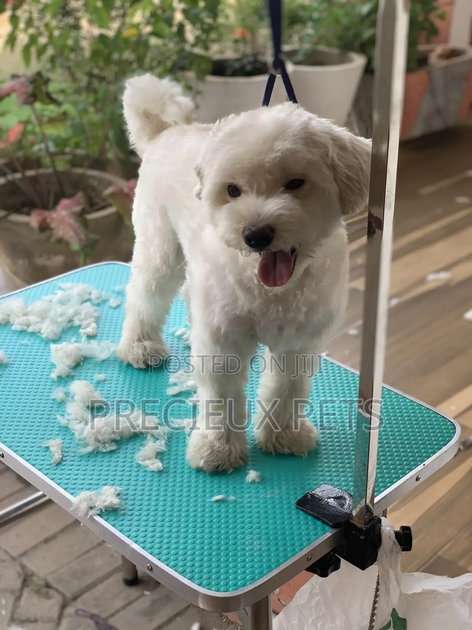 Home Service Grooming Appointment-Deluxe Package