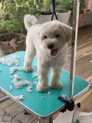 Home Service Grooming Appointment-Deluxe Package