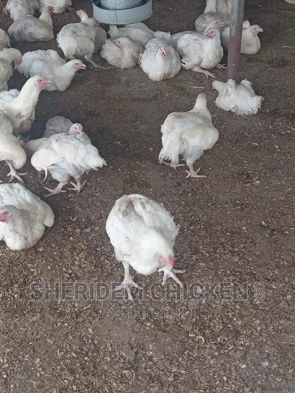Hot Sale Broilers, Healthy, and Lively.