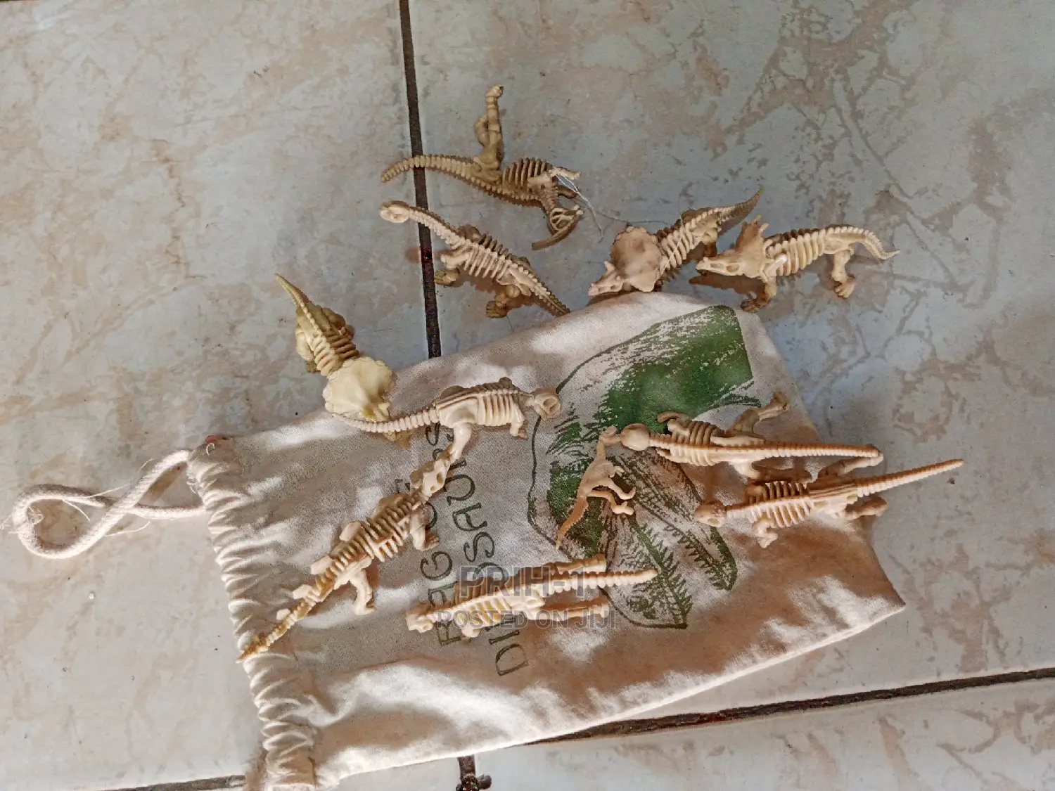 Kids Learning Animal Kingdom Skeleton